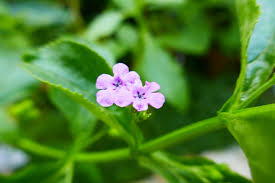 Image result for Teedia lucida