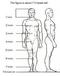 7 Figure Drawing Proportions To Know