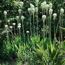 Image result for Ornithogalum