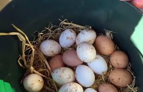 Egg production, temperament and more. Silver Laced Wyandotte Eggs Height Size And Raising Tips