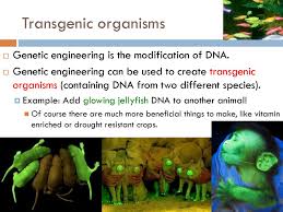 Gene or a set of genes which have been artificially inserted instead of the organism acquiring them naturally, through reproduction. What Is An Example Of A Transgenic Organism