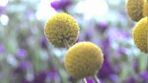 Maybe you would like to learn more about one of these? Home The Language Of Flowers Discussion Guide Libguides At Ramapo Catskill Library System