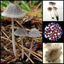 Image result for Fagaropsis