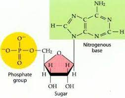 Dna As An Acid Biology Stack Exchange