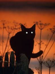 Black Domestic Cat Silhoutte At Sunset With Eyes Reflecting Light Photographic Print Jane Burton Allposters Com In 2020 Black Cat Aesthetic Cats Crazy Cats