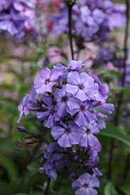 Phlox Paniculata Blue Evening Phlox Beautiful Flowers Pretty Flowers Amazing Flowers