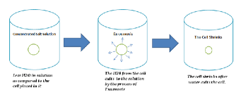Hypertonic, isotonic, and hypotonic solutions and their effect on cells. What Happens To Animal Cells If They Are Put In A Hypotonic Solution Quora