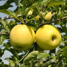 Similar soil requirements to other fruit trees: Stark Golden Delicious Apple Tree A Stark Bro S Exclusive