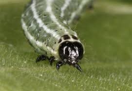 Image result for Cosmia diffinis