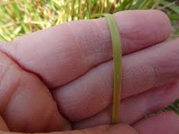 Image result for Elionurus tripsacoides