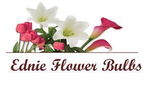 All ednie products are sold exclusively through the ball seed company. Ednie Flower Bulb