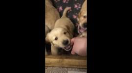 Watch our video on golden retriever puppies. Newsflare Good Golden Retriever Puppies Running Together