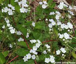 Image result for Hydrophyllaceae