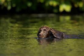 Boykin spaniel puppies for sale under 500 in sc. Boykin Spaniel Dog Breed Information