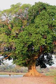Image result for Ficus sycomorus