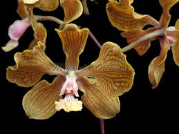 Image result for Alvesia cylindricalyx