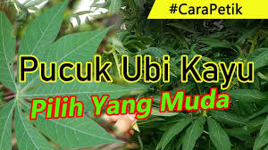 Masak pucuk ubi goreng cara orang kampung | resepi mudah ringkas dan sedap #pucukubi mp3 duration 4:02 size 9.23 mb / dapur sarawak 7. Cara Mudah Petik Daun Ubi Kayu Pucuk Ubi Kayu Sedap Masak Lemak Buat Ulam Youtube