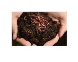 4.6 out of 5 stars 187. Top Sale Red Wiggler Composting Worms 84 845 639 639 Whatsapp Buy Red Wiggler Worms Red Wiggler Composting Worms Earthworm Vermicompost Product On Alibaba Com