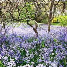 Bluebell Garden Bluebells Garden Blue Flowering Plants Bluebells