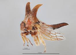 Image result for Oxyrhachis