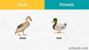 Below is a big list of all the correct names and terms for different groups of animals, their young and the different terms for male and female animals. Masculine And Feminine Gender Of Animals List Ultimate Gender List
