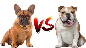 If cooling off when overheated, you should consider getting a kiddies pool is another good option. English Bulldog Vs French Bulldog ØªØ­Ø¯Ù‰ Ø§Ù„Ø¨ÙˆÙ„Ø¯ÙˆØ¬ Youtube