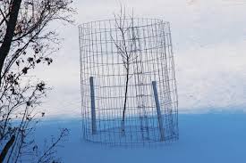 No matter whom you expect to harvest the apples, one thing is for certain: Protecting Fruit Trees From Deer And Rabbits Rural Dreams