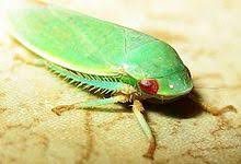 Lurking in your garden, there's a pest which is feasting upon the leaf sap in your plants: Leafhopper Wikipedia