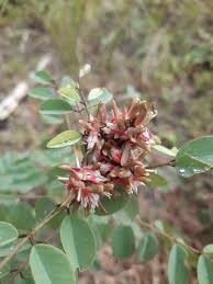 Image result for Indigofera emarginella