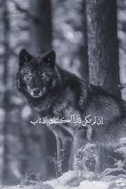 صور ذئاب مفترسه صور ذيب ابيض واسود صور ذيابه صور الذيب. ØµÙˆØ± Ø§Ù„Ø°Ø¦Ø¨