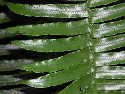 Image result for Lomariopsidaceae