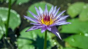 Image result for Nymphaea lotus