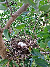 Nid De Tourterelle Animals Bird