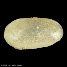 Image result for Galeomma