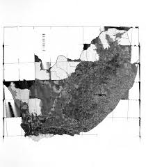 Image result for Lophiocarpus latifolius