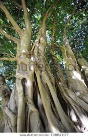 Image result for Ficus craterostoma