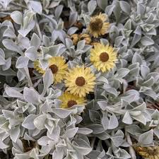 Image result for Helichrysum argyrosphaerum