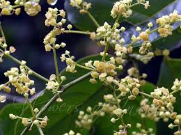 Image result for Ventilago