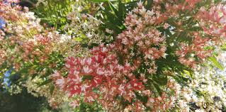 Image result for Loxostylis