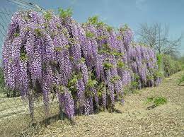 Variety or cultivar 'texas purple' _ 'texas purple' is a vigorous. Wisteria Floribunda Violacea Royal Purple Wisteria Wisteria Floribunda Texas Purple Wisteria Purple Wisteria Landscape