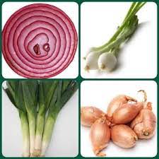 Questa volta mi ha portato una treccia stupenda di cipolle di tropea. Oggi Parliamo Di Cipolla Cipollotto Porro E Scalogno La Cucina Della Gina