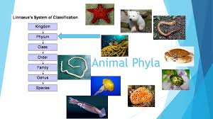 Image result for Phyla