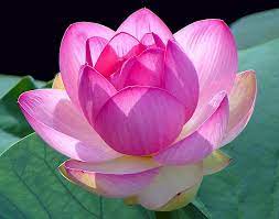 At The Half Note The Lotus Flower Lotus Flower Wallpaper Lotus Blossom Flowers