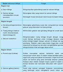 Check spelling or type a new query. Bab 9 Indera Pendengaran Dan Sistem Sonar Pada Makhluk Hidup