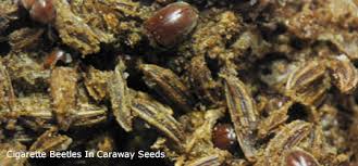 Florida bugs bug identification bed bugs insect identification. Insects In Your Food Pantry Nebraska Extension In Lancaster County