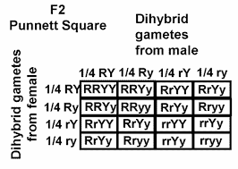 You still follow the same process for monohybrid crosses. Mendel S Dihybrid Cross Experiments The Dihybrid Cross And Independent Assortment Passel