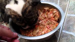 Hardboiled eggs (1 per day or ½ per meal) are a great source of protein for bulldog puppies. What To Feed English Bulldog Puppies Barf Diet Youtube