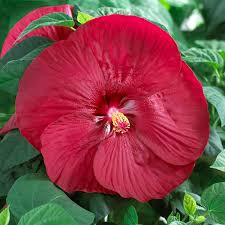 Deadheading your hibiscus allows it to replace the dead flowers with fresh blooms all season long as well as making the how do i keep my hibiscus blooming? Luna Red Hibiscus American Meadows