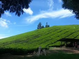 Udara yang sejuk, konon boleh feeling feeling berada di oversea bila waktu malam. Cameron Highlands Travel Home Facebook
