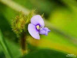 Image result for Grewia inaequilatera